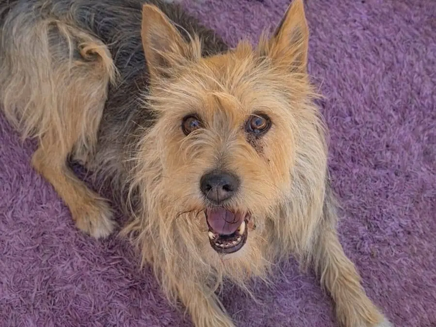 Adotta un cane, maschio, 12 anni e 9 mesi, Catania