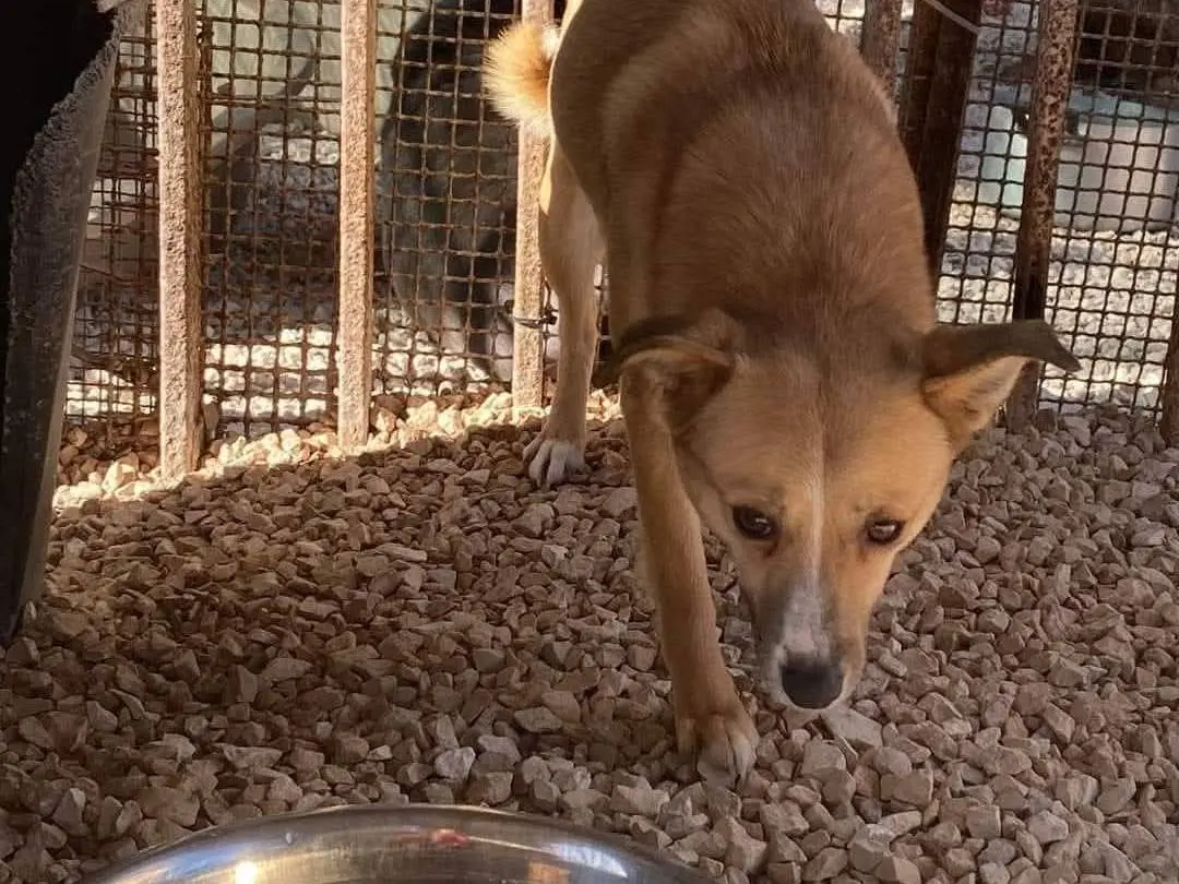 Adotta un cane, femmina, 5 anni e 9 mesi, Bari