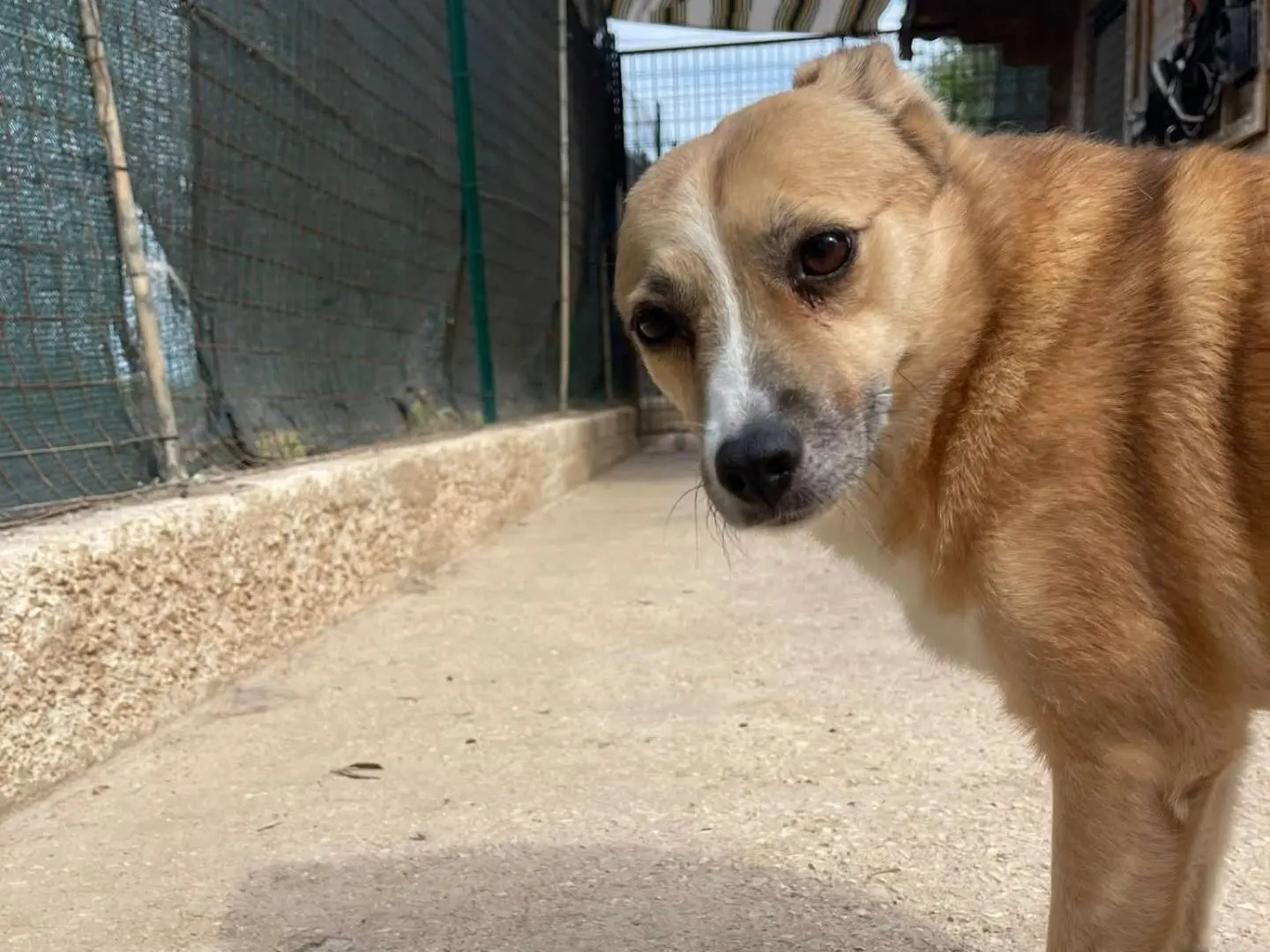 Vuoi adottare un cane a Bari?