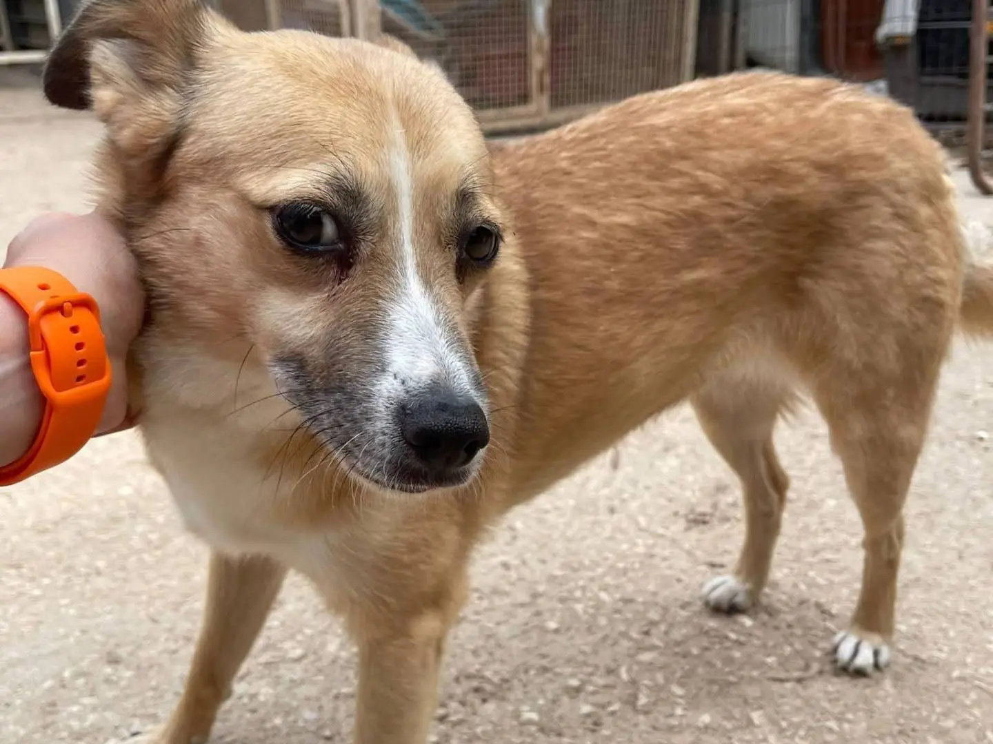 Adozione cane, femmina, Razza sconosciuta Razza sconosciuta, 5 anni e 9 mesi, taglia piccola, Bari