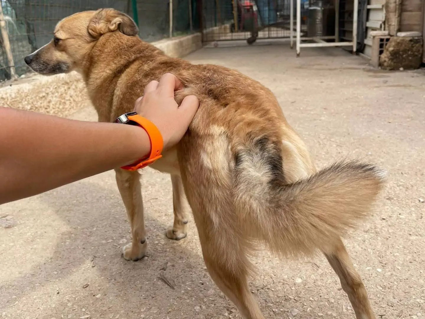 Adotta un cane, taglia piccola, femmina, Bari