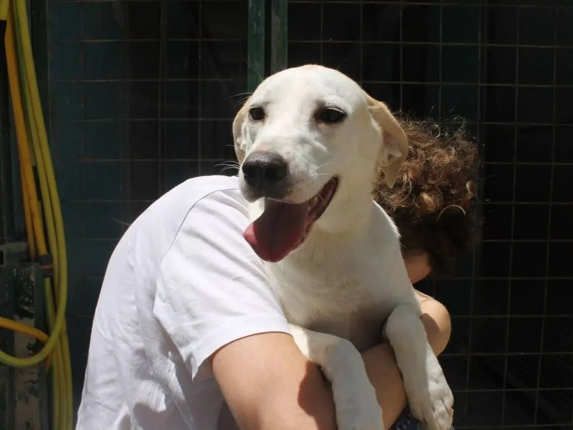 Adotta un cane, maschio, 5 anni e 6 mesi, Agrigento