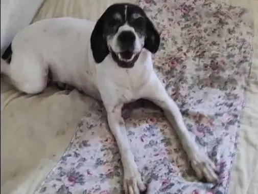 Adotta un cane, taglia media, femmina, Catania