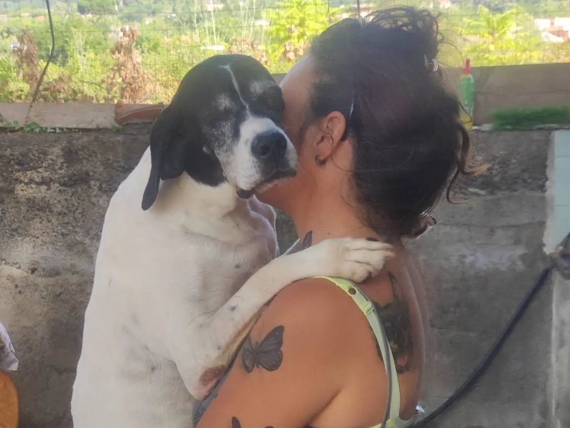 Adozione cane, femmina, Pointer Razza sconosciuta, 9 anni e 3 mesi, taglia media, Catania