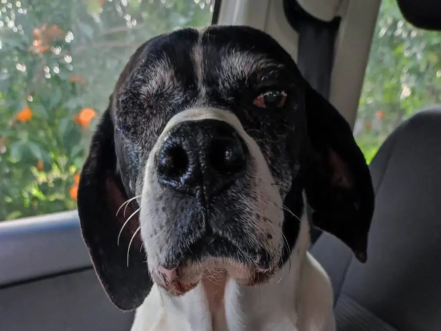 Adotta un cane, femmina, 9 anni e 3 mesi, Catania