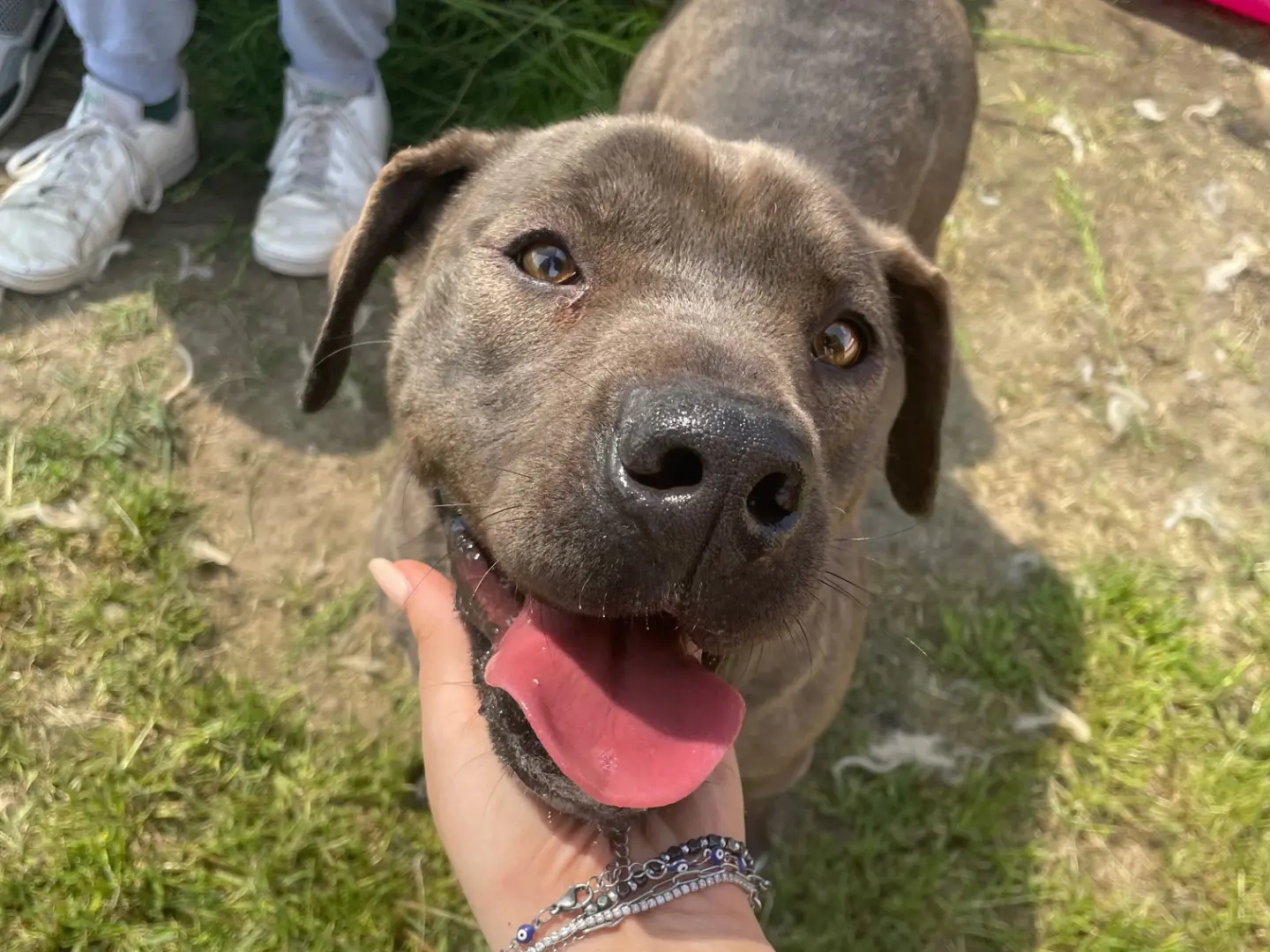 Adozione cane, maschio, Amstaff Razza sconosciuta, 4 anni e 3 mesi, taglia media, Latina