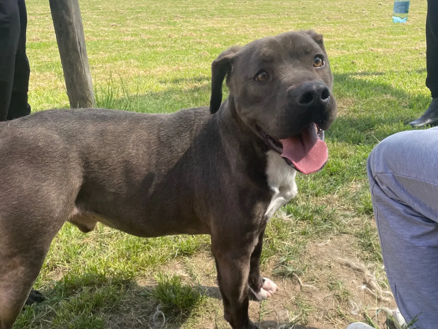Adotta un cane, maschio, 4 anni e 3 mesi, Latina