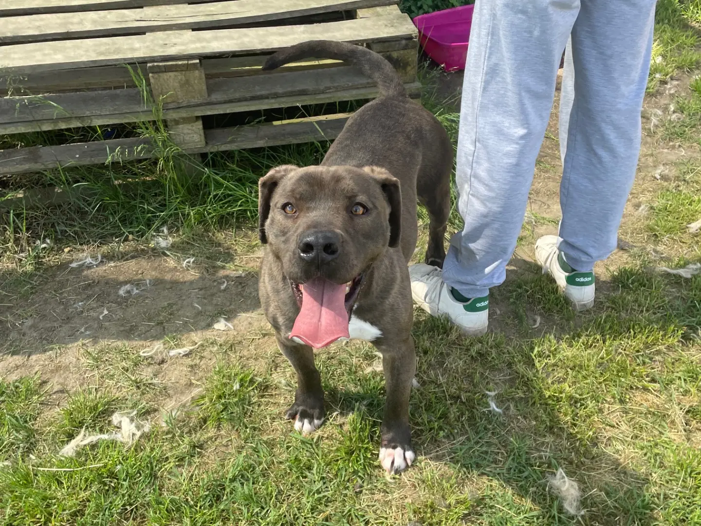 Adotta il cane Simone a Latina