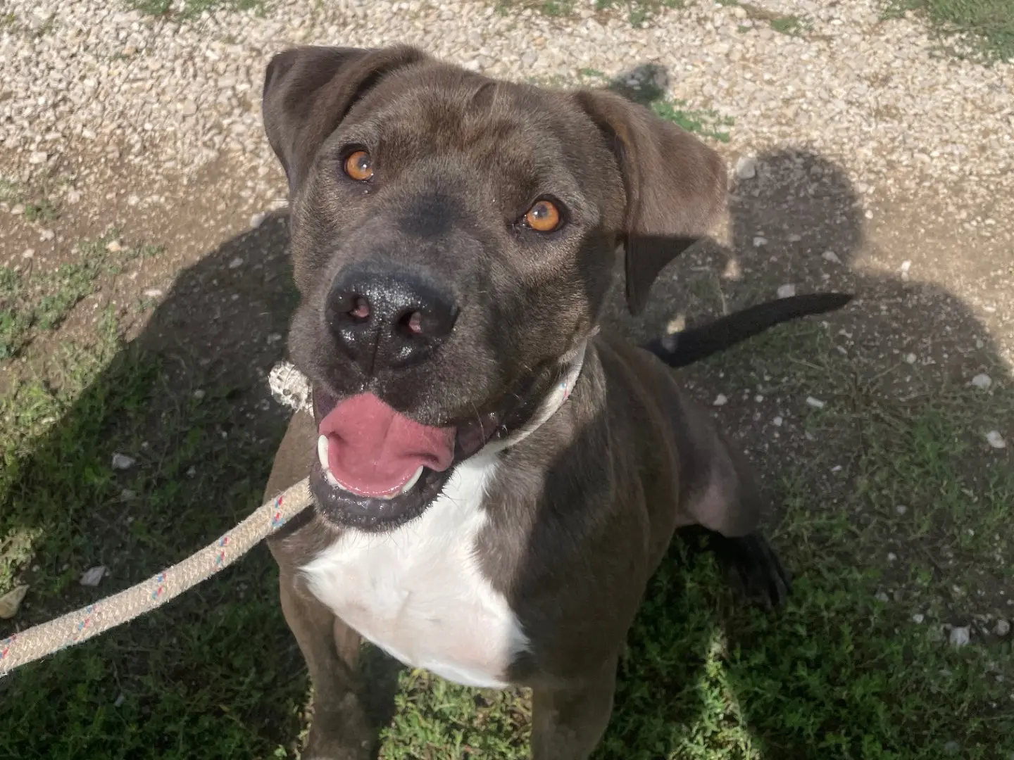 Vuoi adottare un cane a Latina?