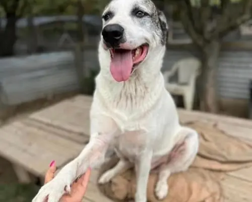 Adozione cane, maschio, Razza sconosciuta Razza sconosciuta, 7 anni e 8 mesi, taglia grande, Roma