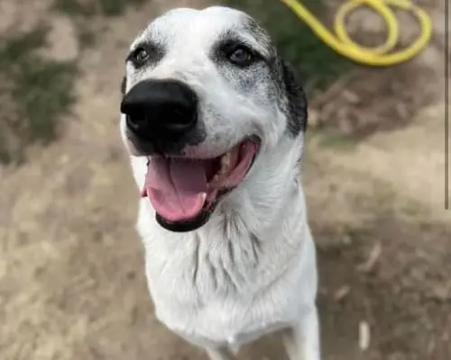 Adotta il cane Pongo a Roma