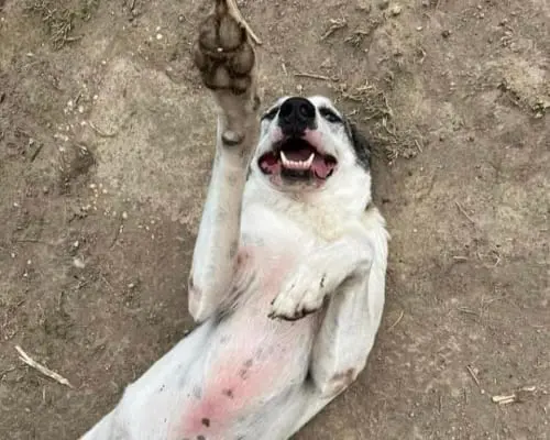 Vuoi adottare un cane a Roma?