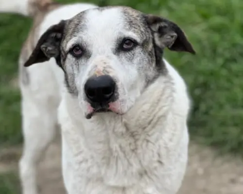 Adotta un cane, maschio, 7 anni e 8 mesi, Roma