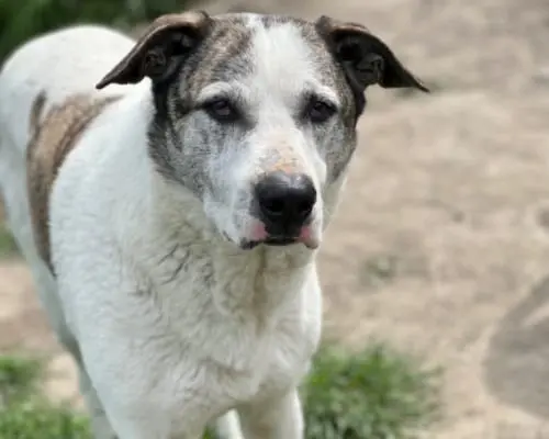 Adotta un cane, taglia grande, maschio, Roma