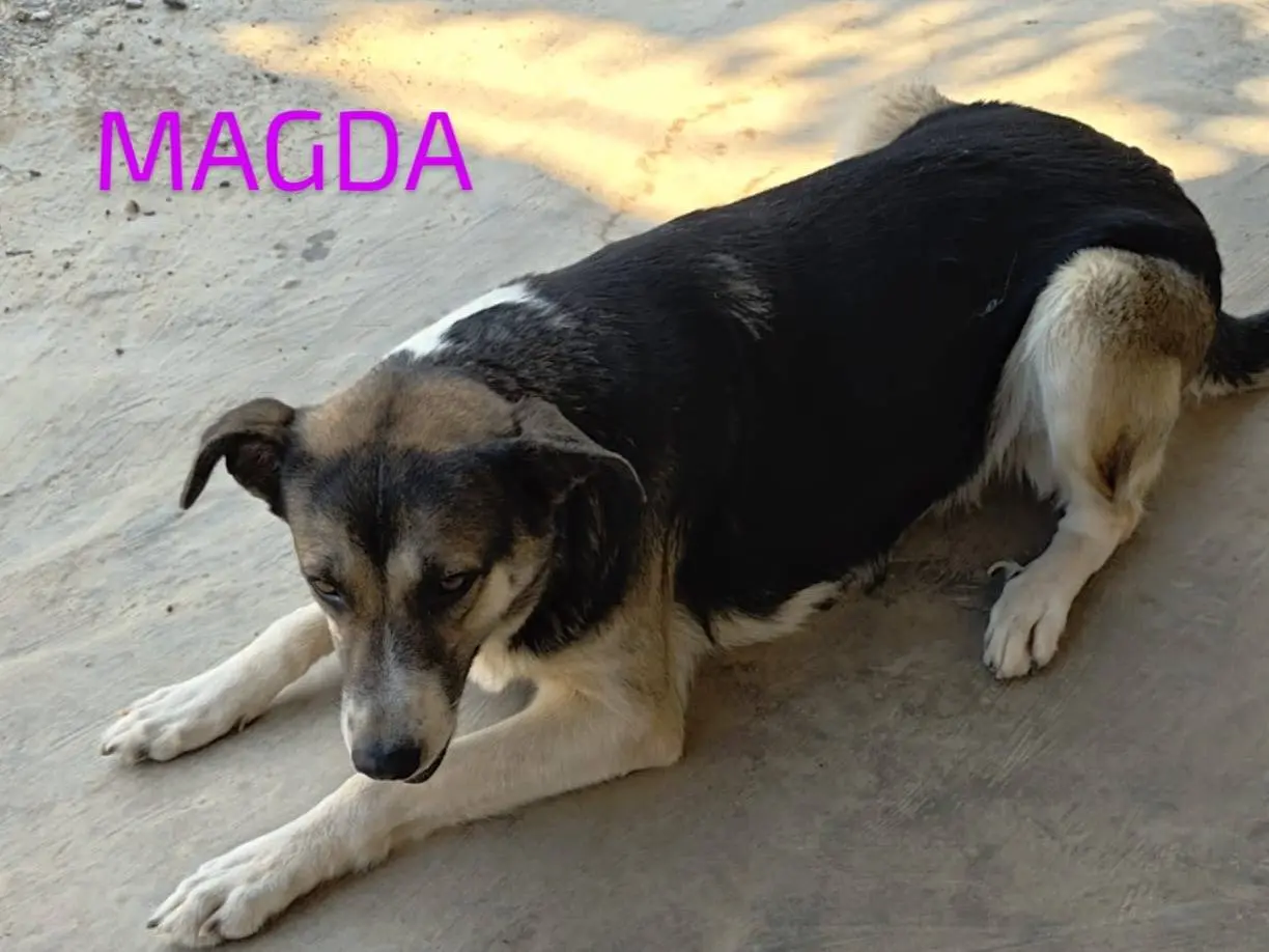 Adotta un cane, femmina, 5 anni e 4 mesi, Cosenza