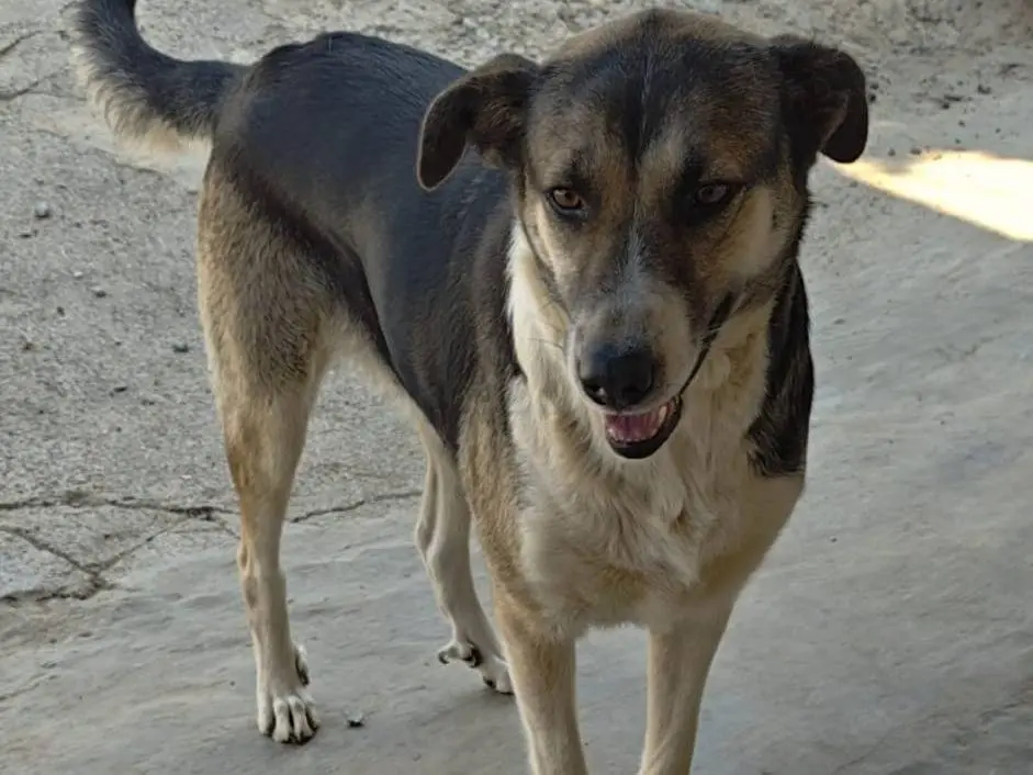 Adozione cane, femmina, Razza sconosciuta Razza sconosciuta, 5 anni e 4 mesi, taglia grande, Cosenza
