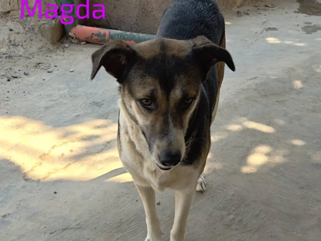 Adotta un cane, taglia grande, femmina, Cosenza