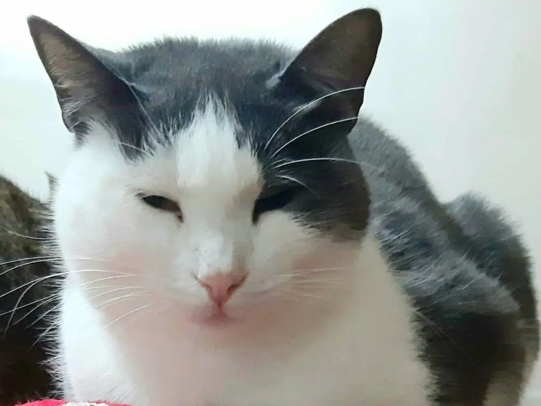 Adozione gatto, femmina, Razza sconosciuta Razza sconosciuta, 5 anni e 4 mesi, taglia non valida, Genova