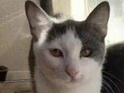 Adotta un gatto, femmina, 5 anni e 4 mesi, Genova