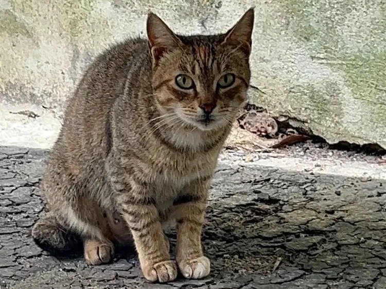 Foto 2 dell'animale