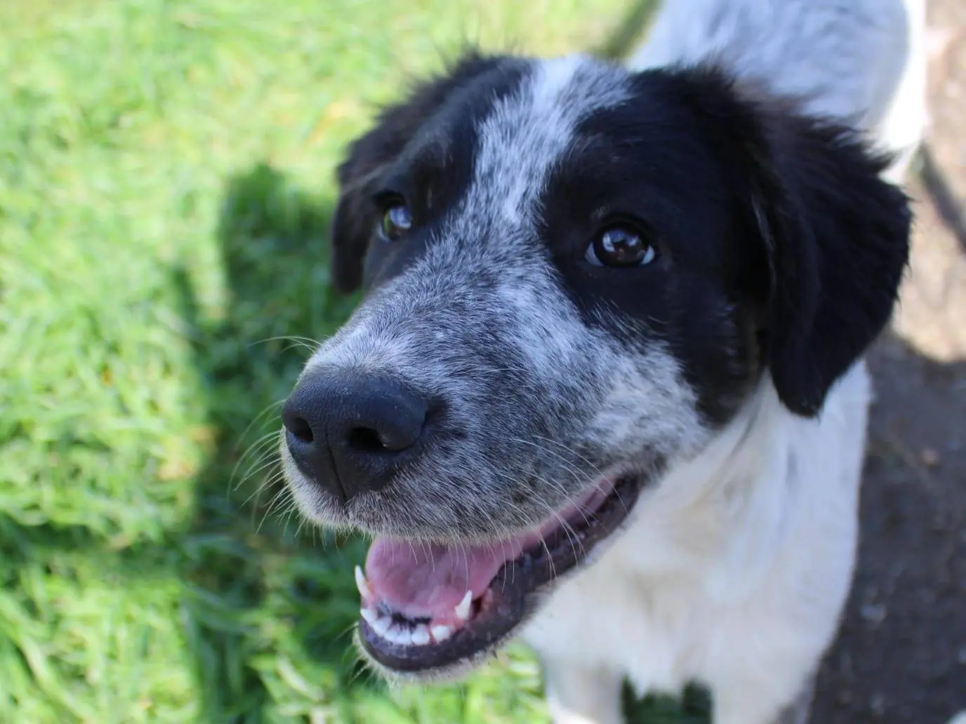 Adotta un cane, taglia media, femmina, Reggio