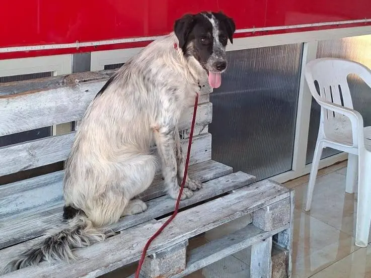 Adozione cane, femmina, Razza sconosciuta Razza sconosciuta, 11 mesi, taglia media, Reggio
