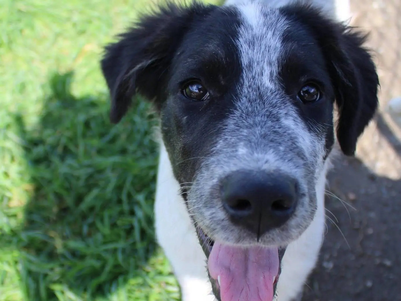Adotta un cane, femmina, 11 mesi, Reggio
