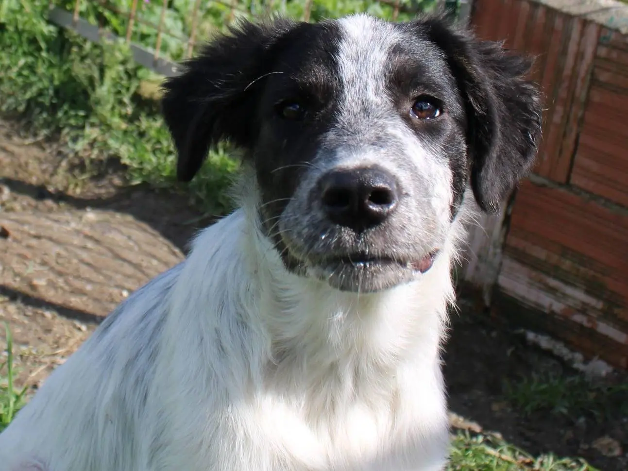Adotta il cane Claretta  a Reggio
