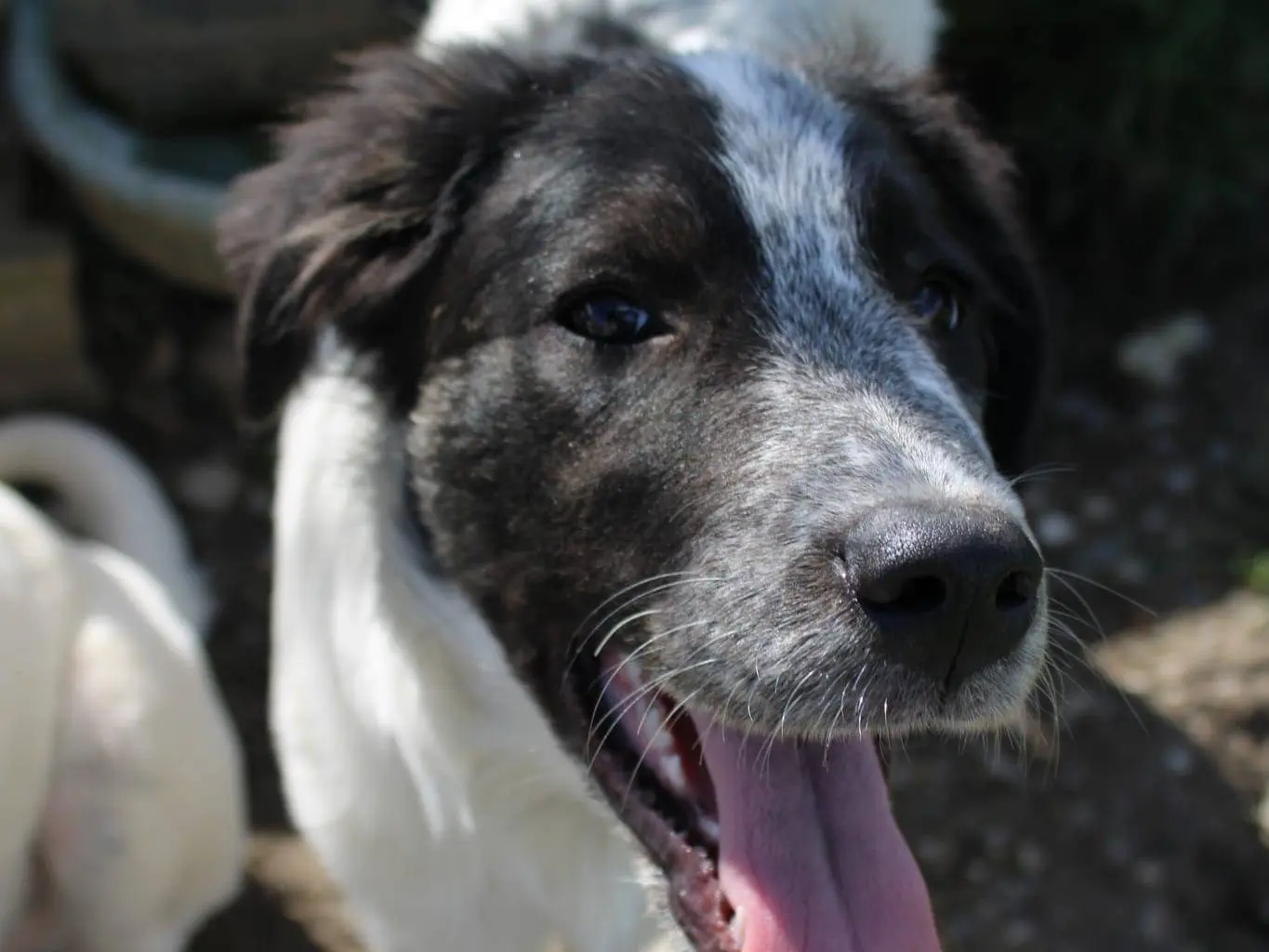 Vuoi adottare un cane a Reggio?