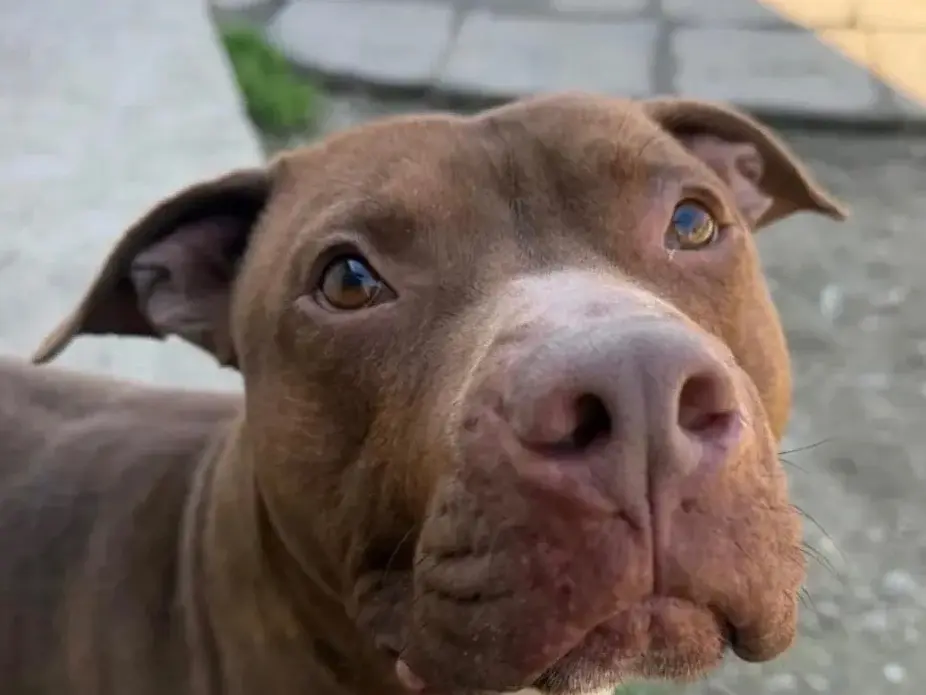 Adozione cane, maschio, Pitbull Razza sconosciuta, 1 anno e 10 mesi, taglia grande, Milano