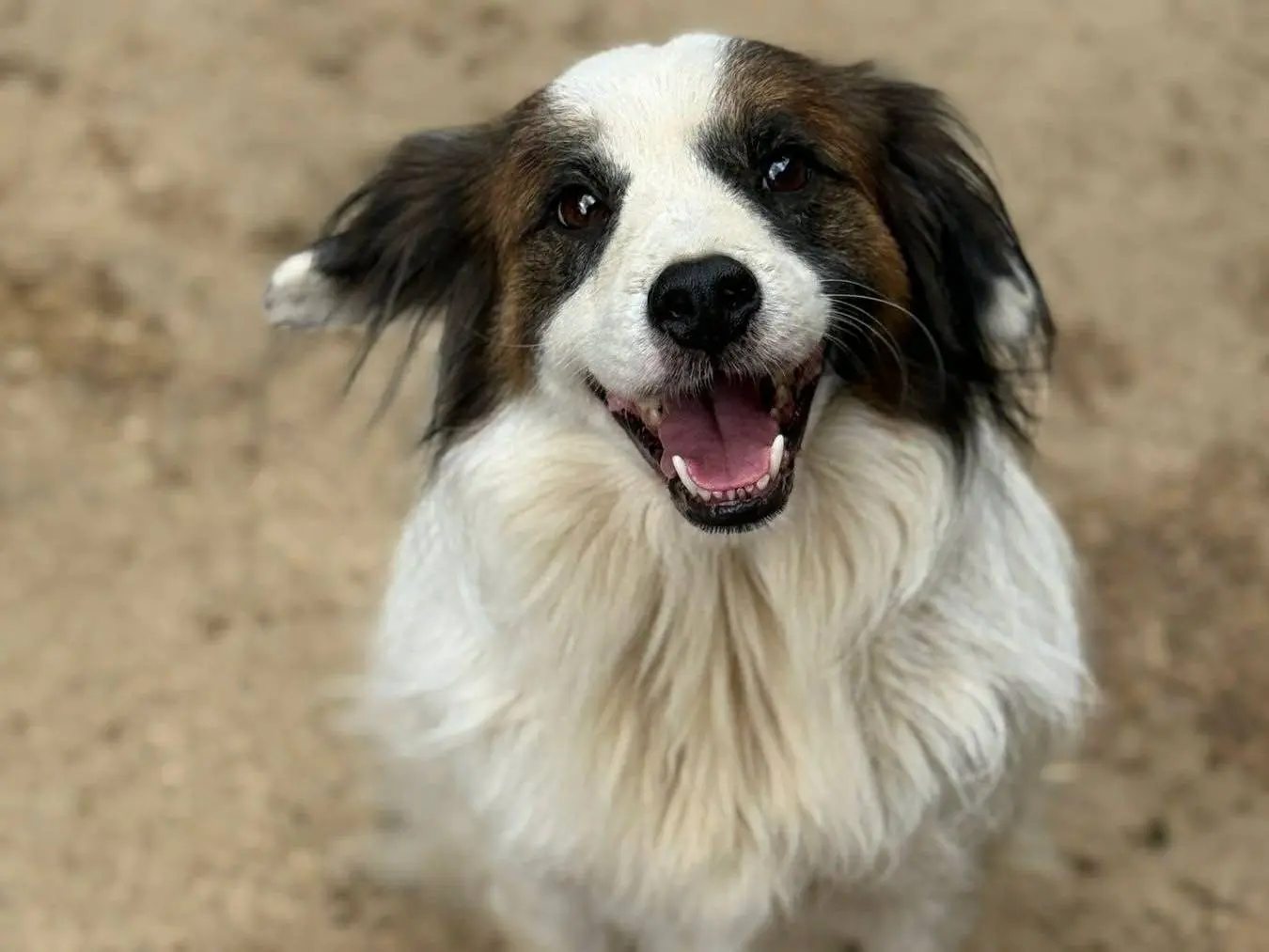 Adotta il cane FLOCKY a Firenze