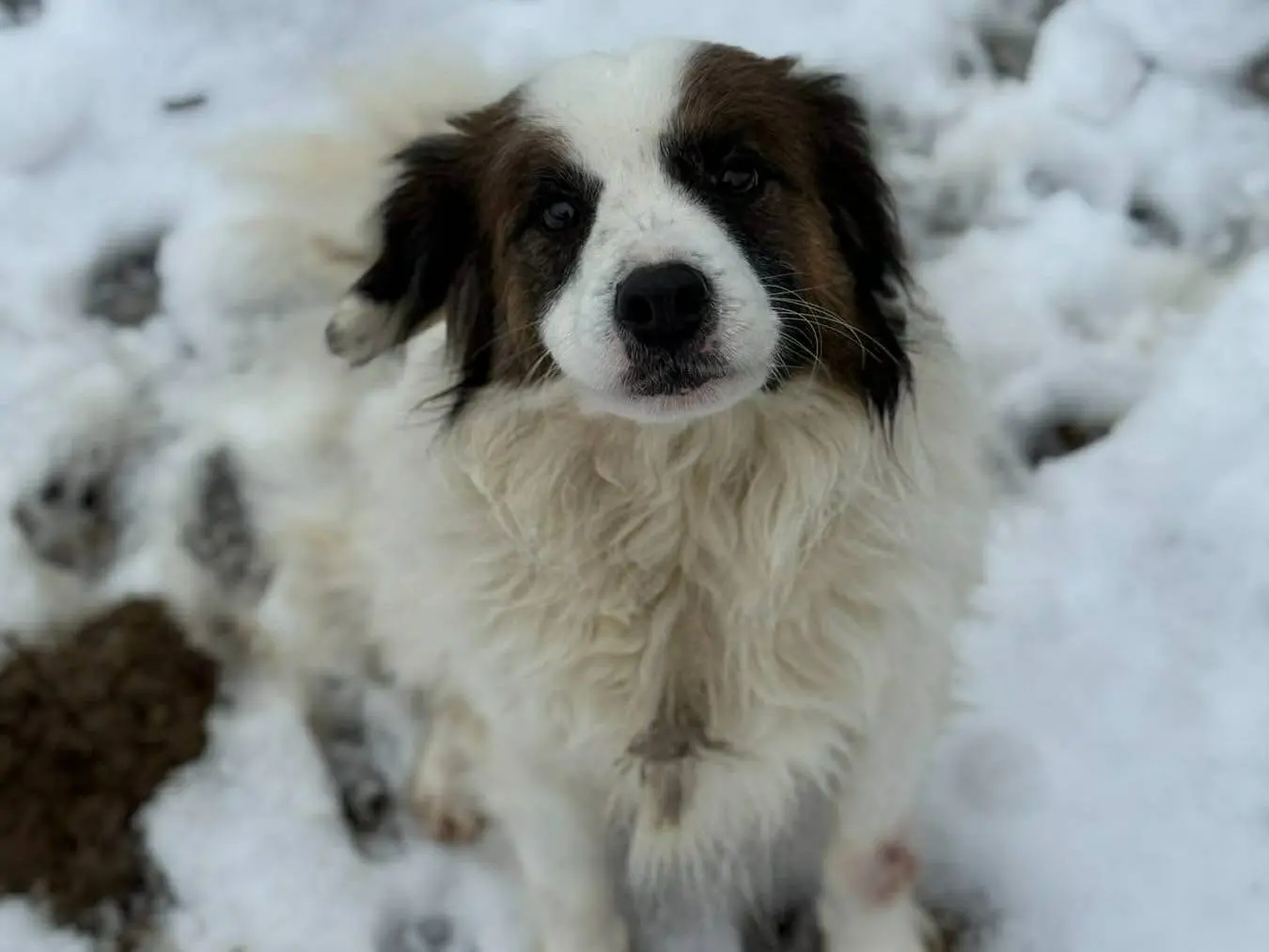 Adotta un cane, maschio, 3 anni e 7 mesi, Firenze
