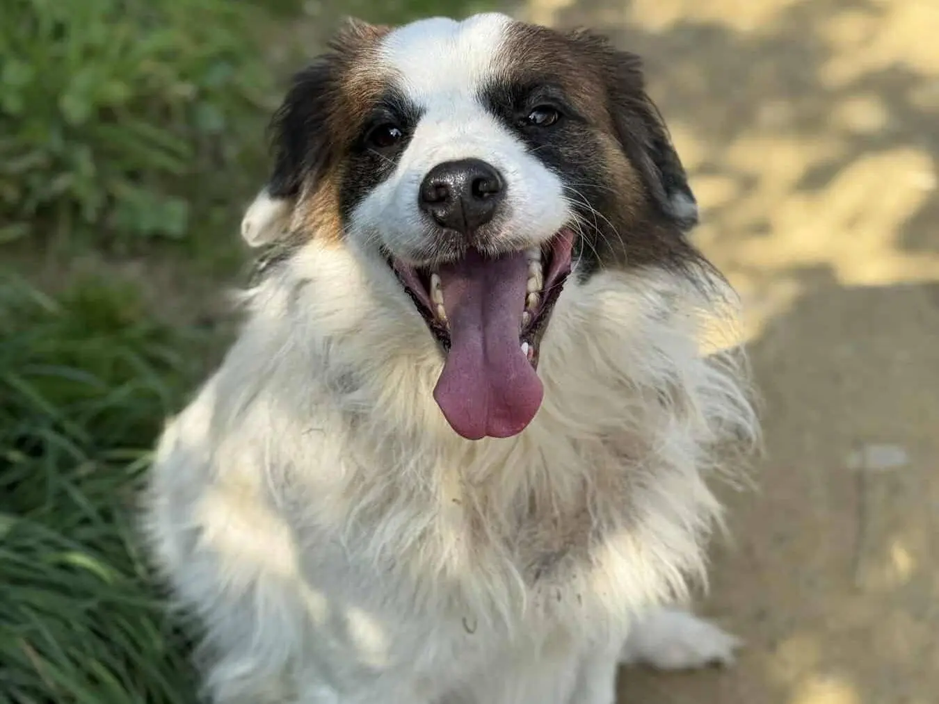 Adotta un cane, taglia media contenuta, maschio, Firenze