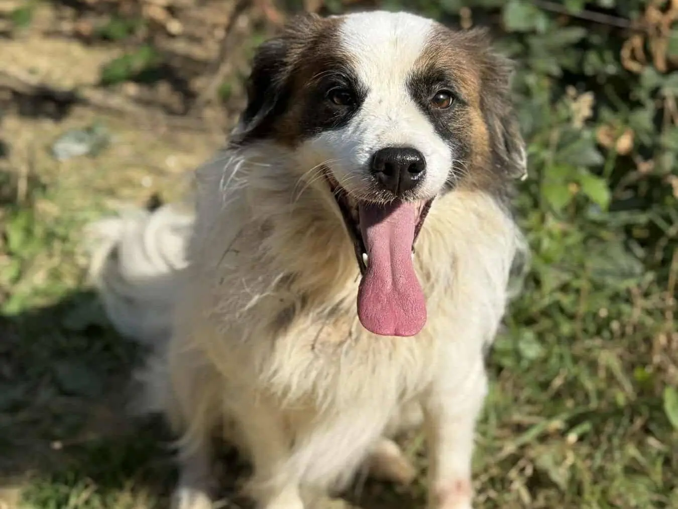 Vuoi adottare un cane a Firenze?