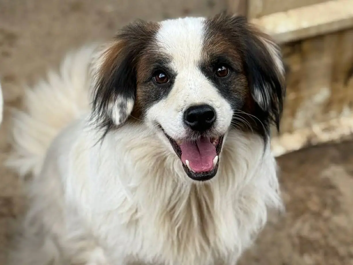 Adozione cane, maschio, Razza sconosciuta Razza sconosciuta, 3 anni e 7 mesi, taglia media contenuta, Firenze