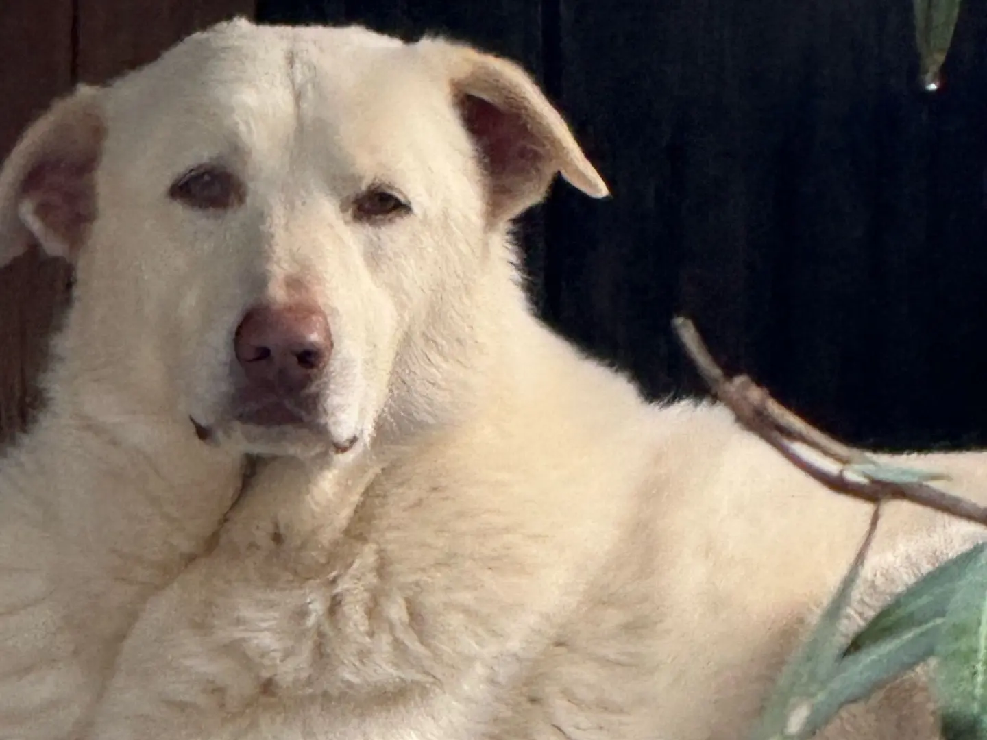Adotta un cane, taglia grande, maschio, Monza