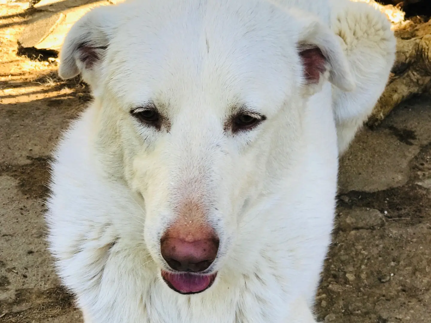 Vuoi adottare un cane a Monza?