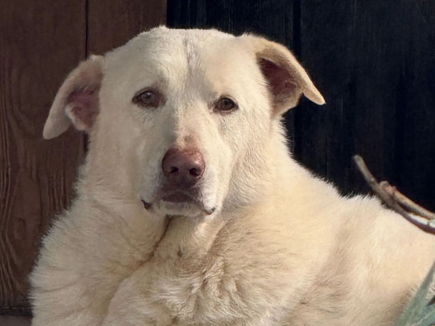 Adozione cane, maschio, Razza sconosciuta Razza sconosciuta, 4 anni e 6 mesi, taglia grande, Monza
