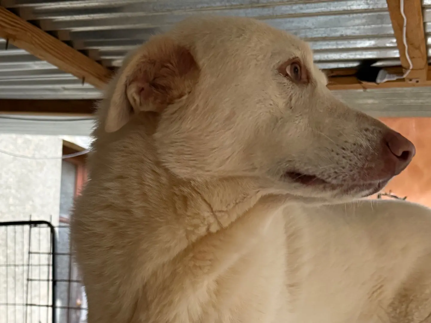 Adotta un cane, maschio, 4 anni e 6 mesi, Monza