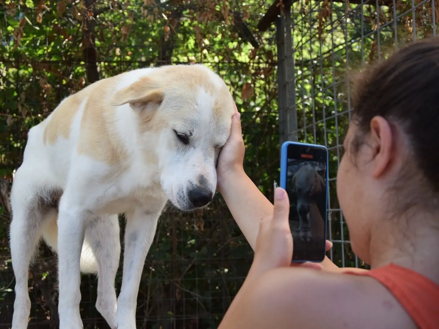 Adotta un cane, femmina, 6 anni e 7 mesi, Como