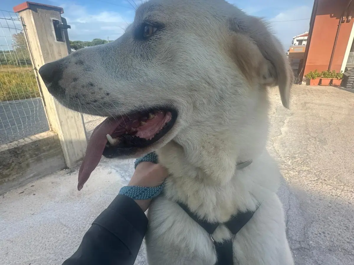 Vuoi adottare un cane a Como?