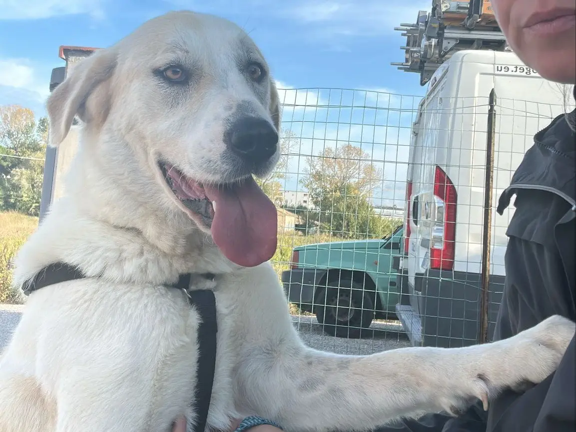 Adotta il cane Sara a Como