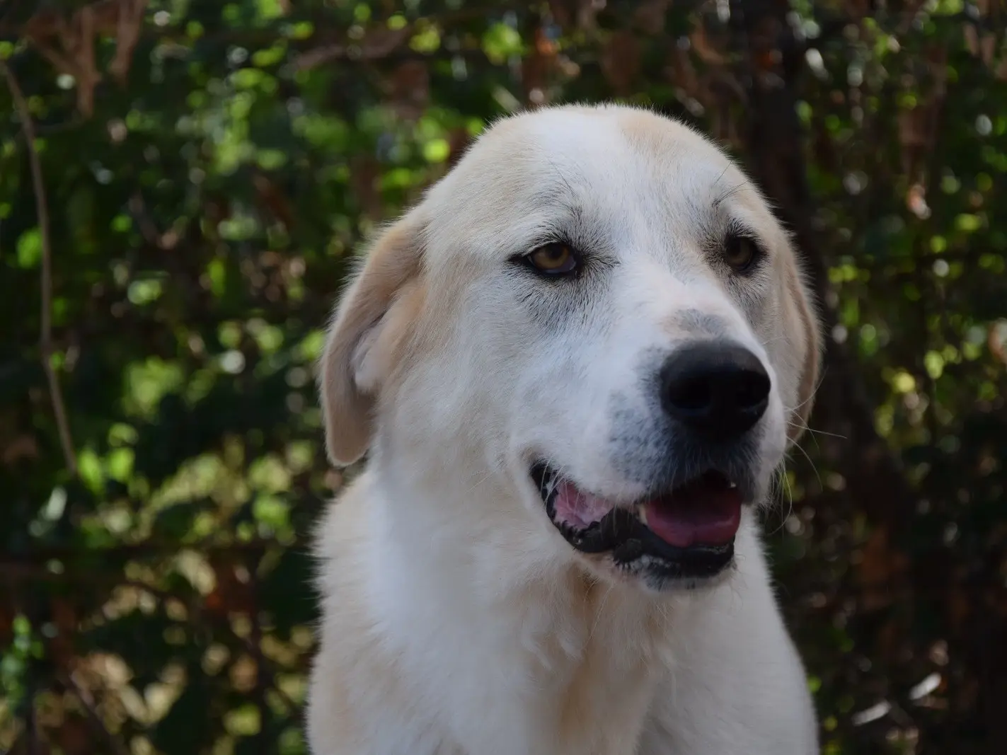 Adozione cane, femmina, Razza sconosciuta Razza sconosciuta, 6 anni e 7 mesi, taglia grande, Como