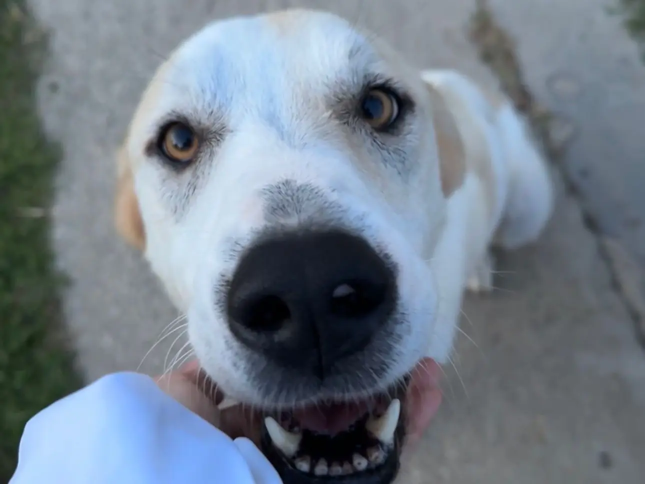 Adotta un cane, taglia grande, femmina, Como