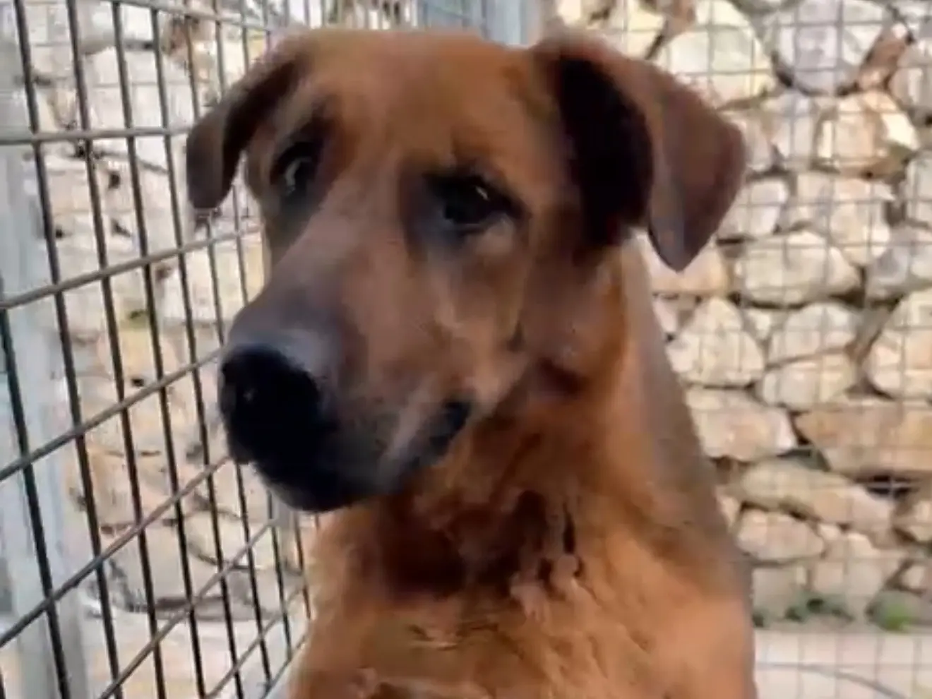Adotta il cane Prima a Latina