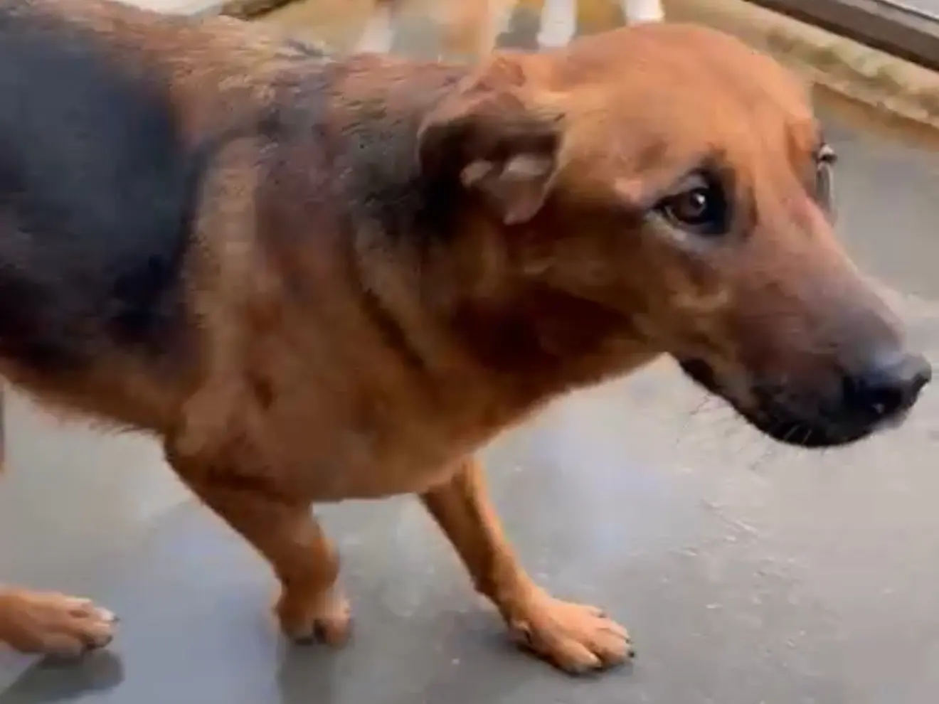 Adozione cane, femmina, Razza sconosciuta Razza sconosciuta, 4 anni e 3 mesi, taglia media, Latina