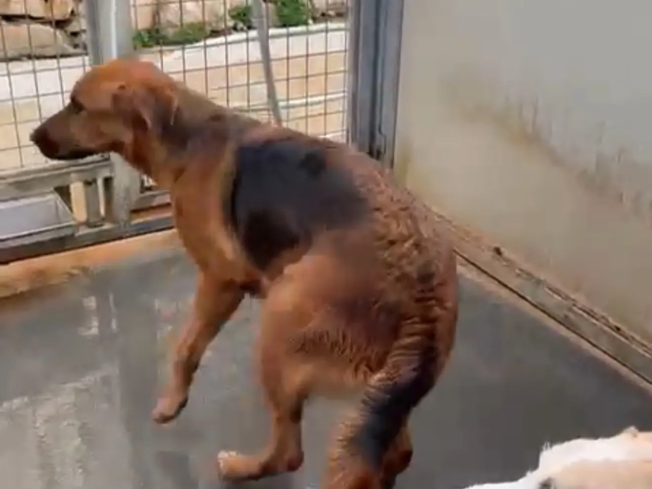 Adotta un cane, taglia media, femmina, Latina
