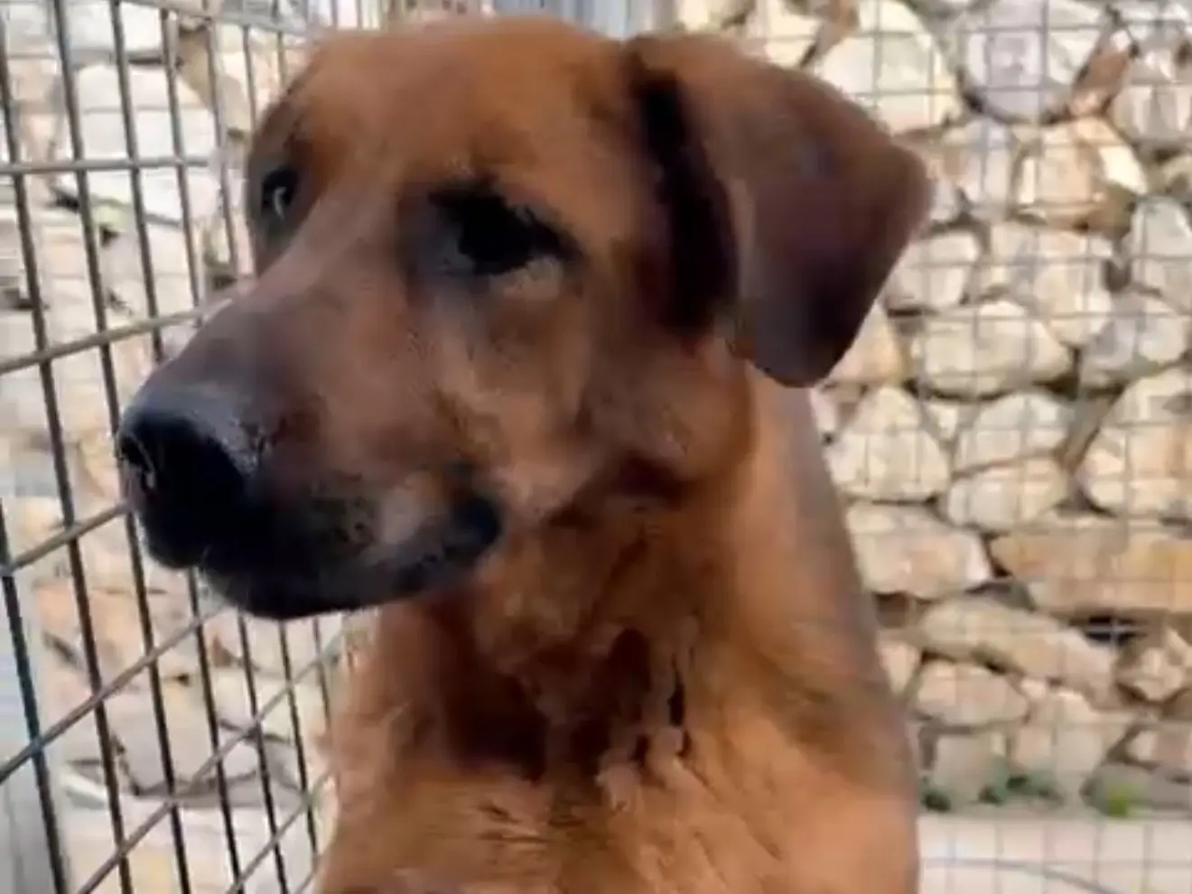 Vuoi adottare un cane a Latina?