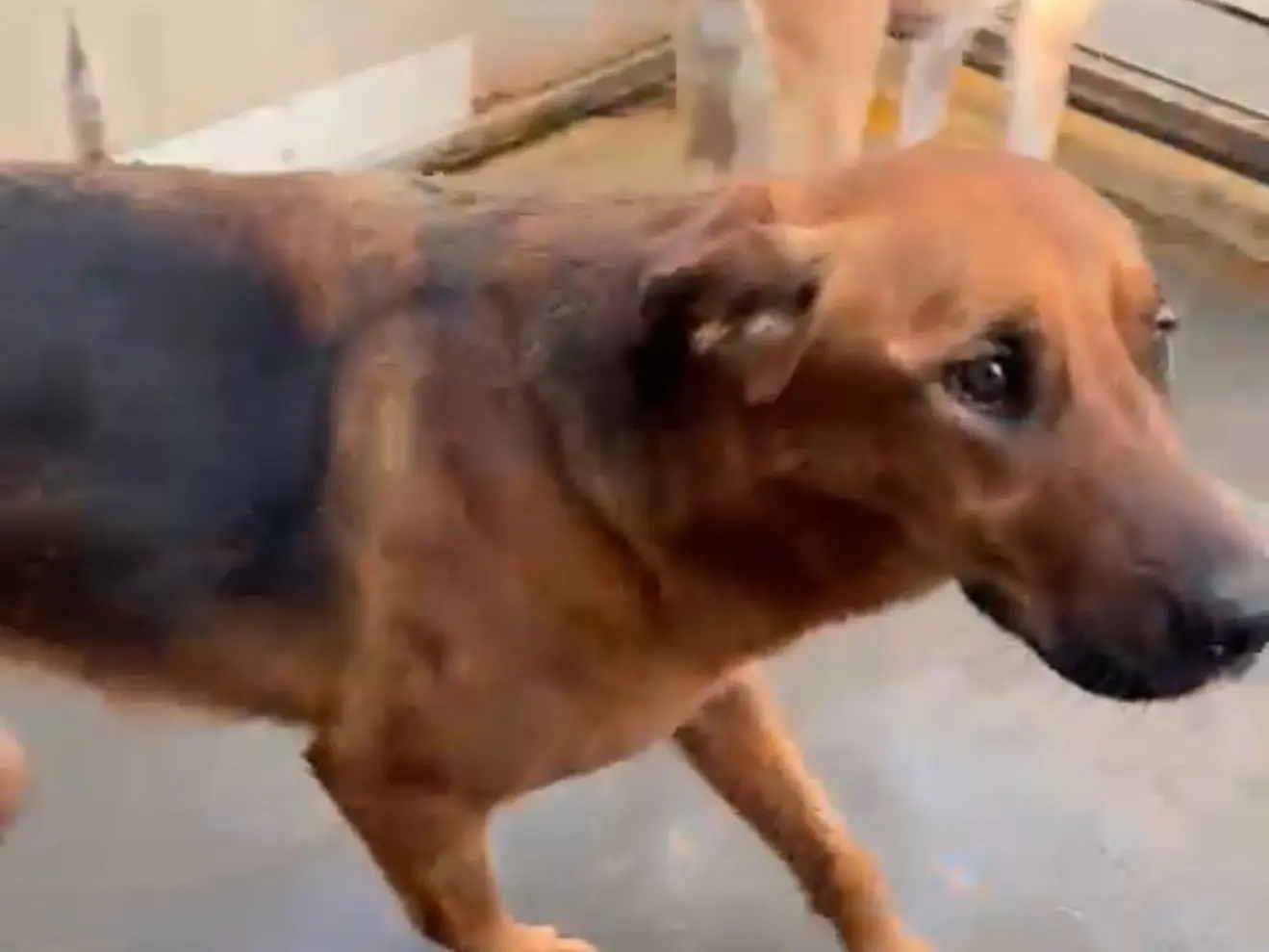 Adotta un cane, femmina, 4 anni e 3 mesi, Latina