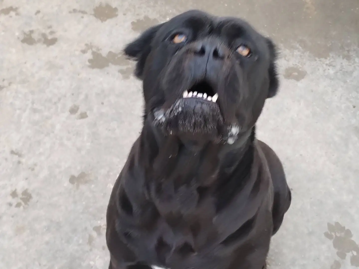 Adotta un cane, femmina, 6 anni, Napoli